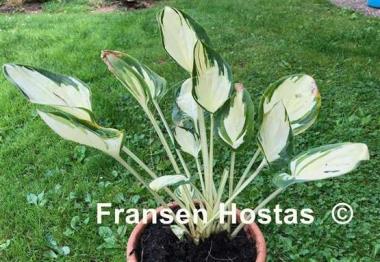 Hosta Enchanted Mist