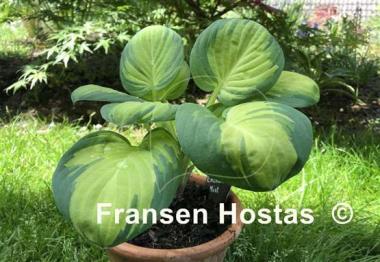Hosta Enchanted Mist