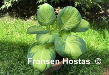 Hosta Enchanted Mist