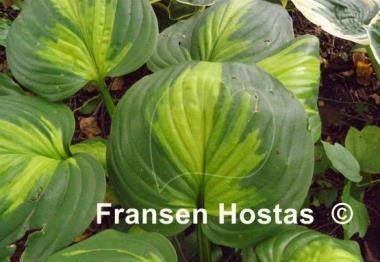 Hosta Enchiladas