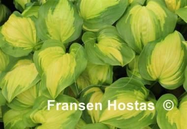Hosta Enchiladas