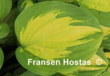 Hosta Enchiladas