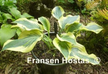 Hosta Endearing Endeavor