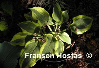 Hosta Endearing Endeavor