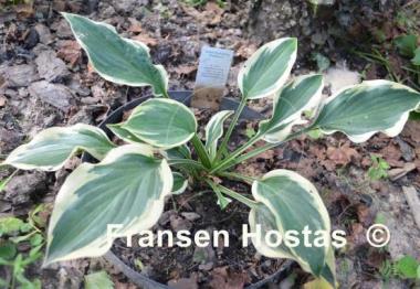 Hosta Endearing Endeavor