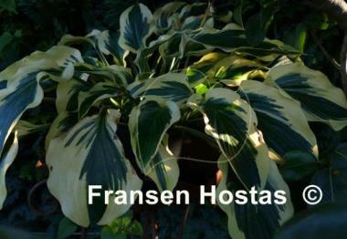 Hosta Endearing Endeavor