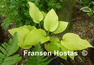 Hosta Enduring Beacon