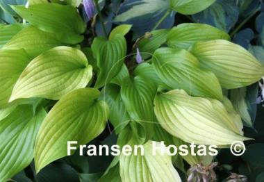 Hosta Enduring Beacon