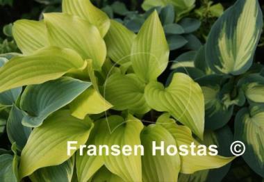 Hosta Enduring Beacon