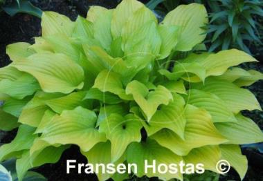 Hosta Enduring Beacon