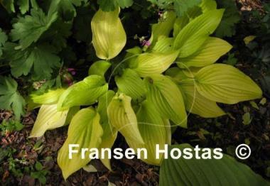 Hosta Enduring Beacon