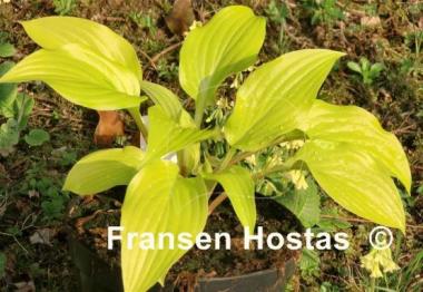 Hosta Enduring Beacon