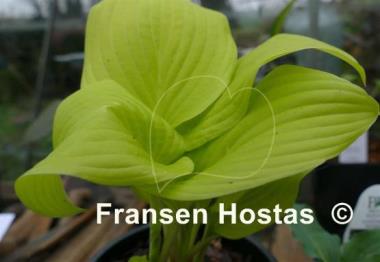 Hosta Enduring Beacon