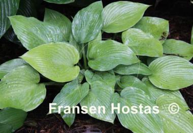 Hosta English Sunrise