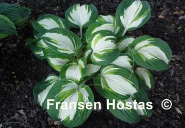 Hosta Enterprise