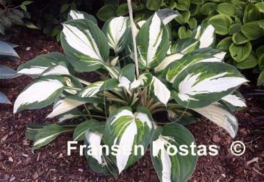 Hosta Enterprise