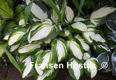 Hosta Enterprise