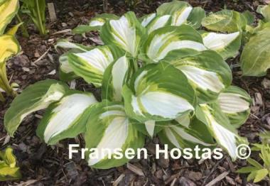 Hosta Enterprise