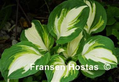 Hosta Enterprise