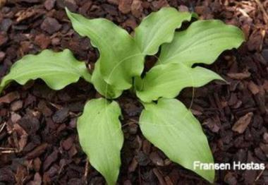 Hosta Eola Salad Bowl