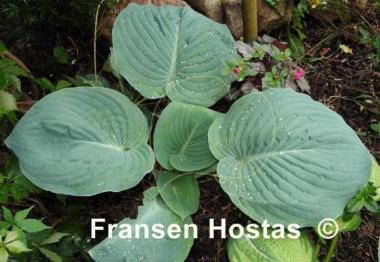 Hosta Eola Sapphire