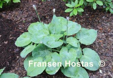 Hosta Eola Sapphire