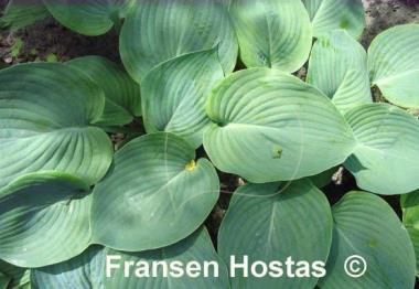Hosta Eola Sapphire