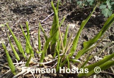 Hosta Eos