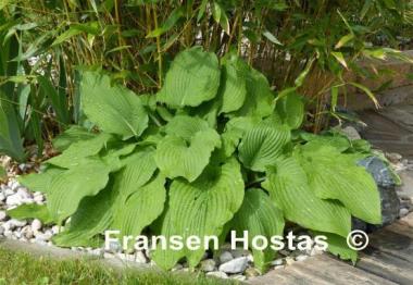 Hosta Eos