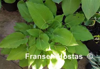 Hosta Eos