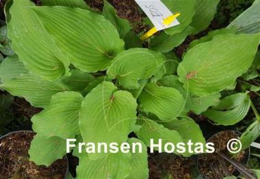 Hosta Eos