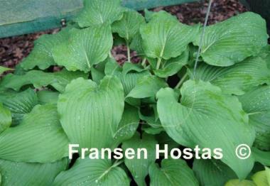 Hosta Eos