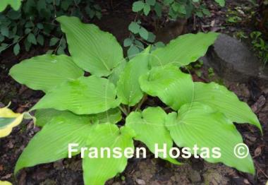Hosta Eos