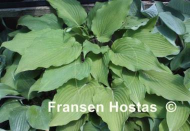 Hosta Eos