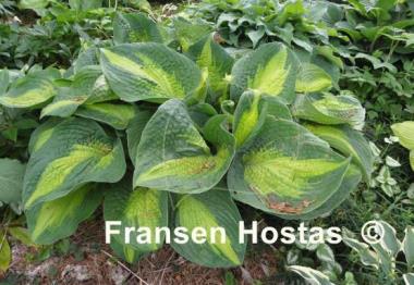 Hosta Epiphany