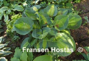 Hosta Epiphany