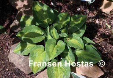 Hosta Epiphany