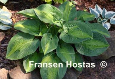 Hosta Epiphany