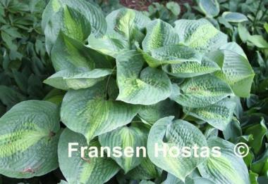 Hosta Epiphany