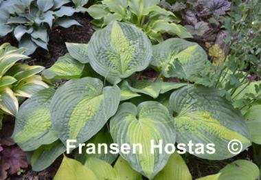 Hosta Epiphany