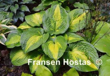 Hosta Epiphany