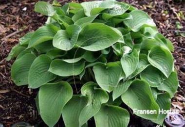Hosta Eric Smith