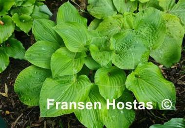 Hosta Erie Magic