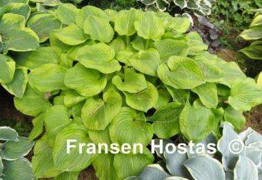 Hosta Erie Magic