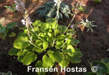 Hosta Erie Magic