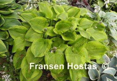 Hosta Erie Magic