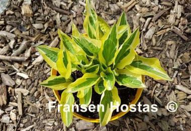 Hosta Eros