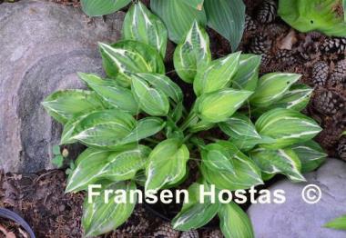 Hosta Eros