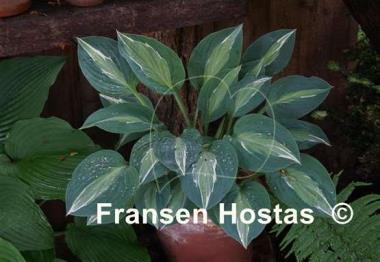 Hosta Erotica