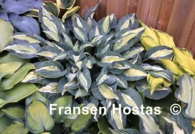 Hosta Erotica